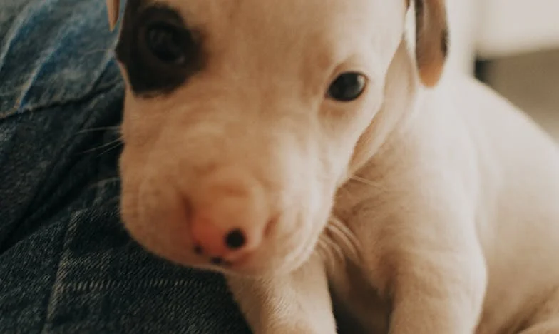 “Oddaj stanovanje bratu, saj ste družina!” – pes, ki mi je med razpadom družine dobesedno držal življenje skupaj