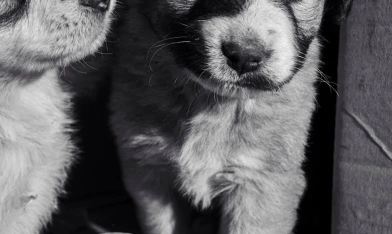 Pes, ki me je iztrgal iz praznine po moževi smrti — resnica, ki je zarezala globlje kot izguba sama