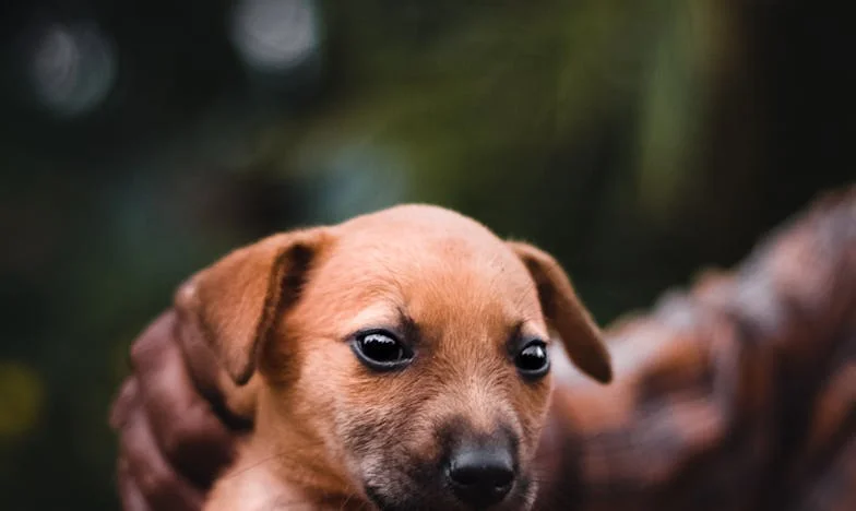 Pes, ki me je izvlekel iz izgorelosti: kako mi je v Ljubljani spremenil življenje