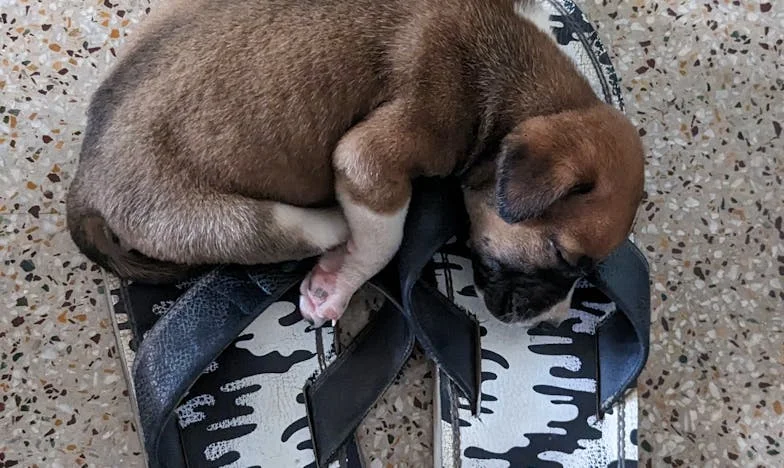 Pes, ki me je potegnil iz teme: Zgodba iz bloka na Štefanovi ulici