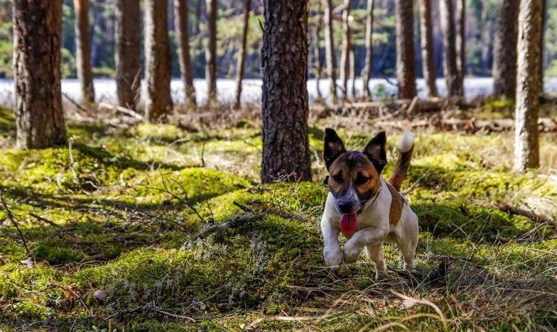 Pes v bloku, kjer so bili prepovedani psi: zgodba o izgubi zaupanja in poti nazaj