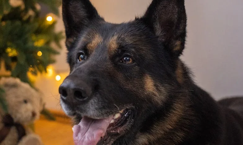 Tašča proti snahi: Bitka za družinsko harmonijo