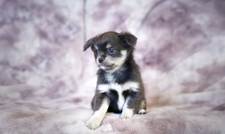 V dežju sem držala povodec, ko je policist dvignil svetilko na kri, ki je kapljala z Lisine tačke