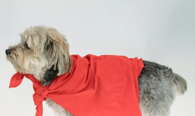 Dan, ko je k meni prvič prišel Piki: kako me je pes rešil po razpadu družine