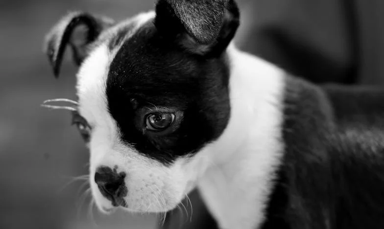 Dan, ko je moj pes rešil pretrgane vezi: Kako sem v Kranju spet našla stik z materjo