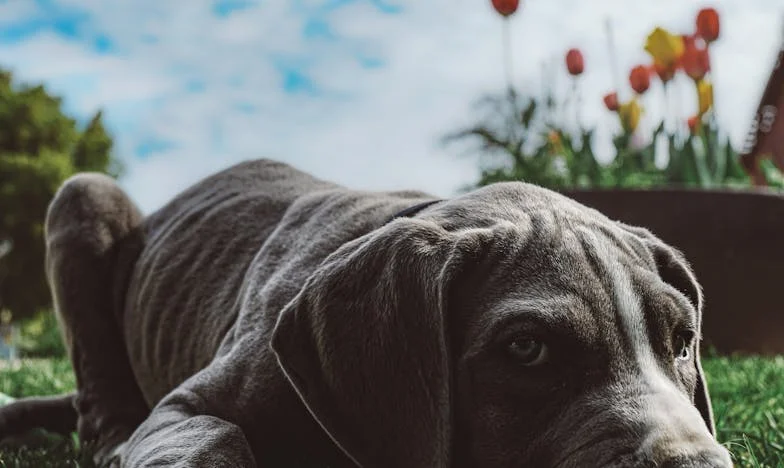 Dan, ko sem zaradi psa prvič postavila mejo svoji tašči