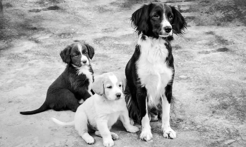 Izključena iz poroke pastorke: Sem sploh kdaj bila del te družine?