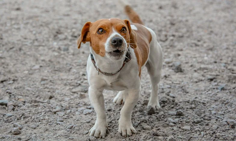 Kako je pes Beni razbil mojo samoto po ločitvi – resnična zgodba iz ljubljanskega bloka