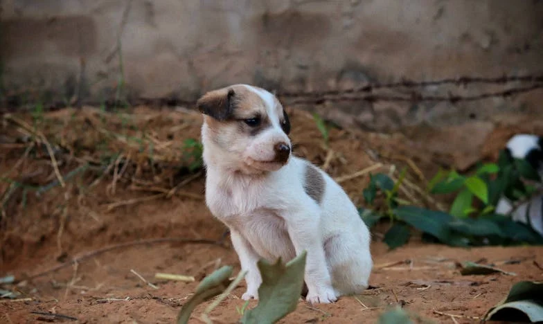 Kako je stari mešanec Rudi rešil mojo družino pred razpadom