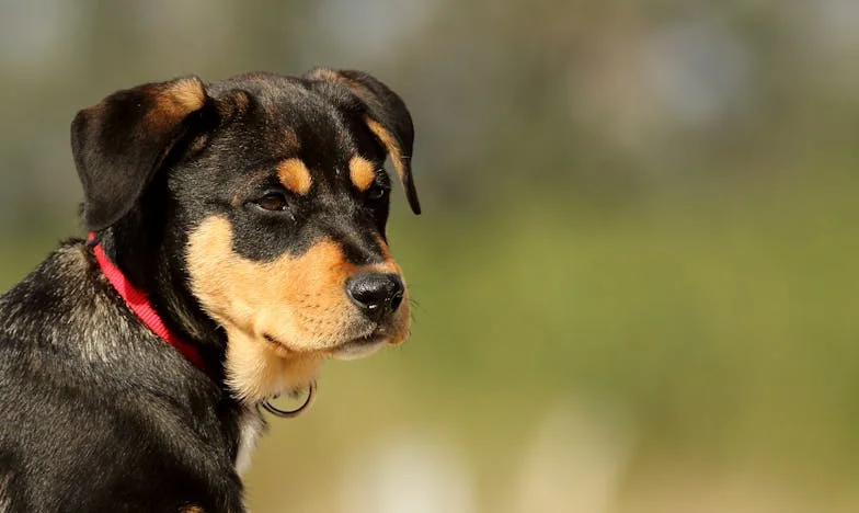 Kako mi je Griček pokazal resnico o zvestobi, ki sem jo iskala v ljudeh