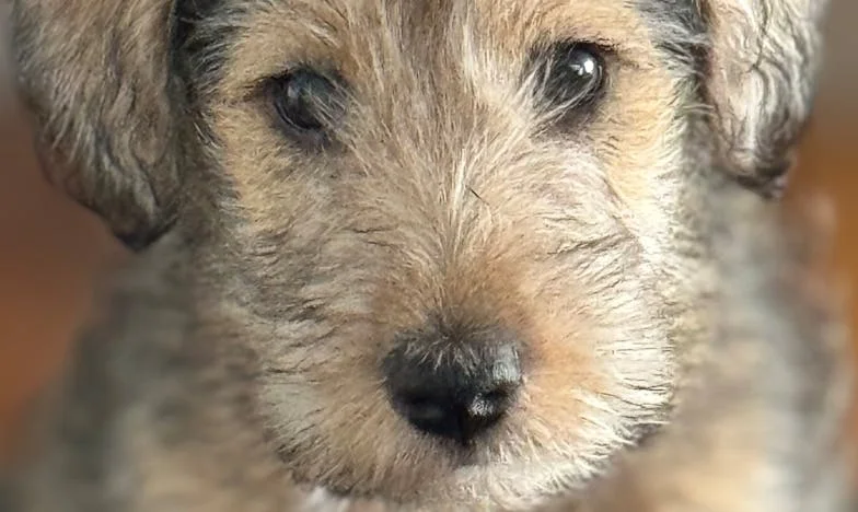 Kako mi je pes pomagal preboleti Petrovo izdajo: Zgodba o izgubi zaupanja in o drugi priložnosti