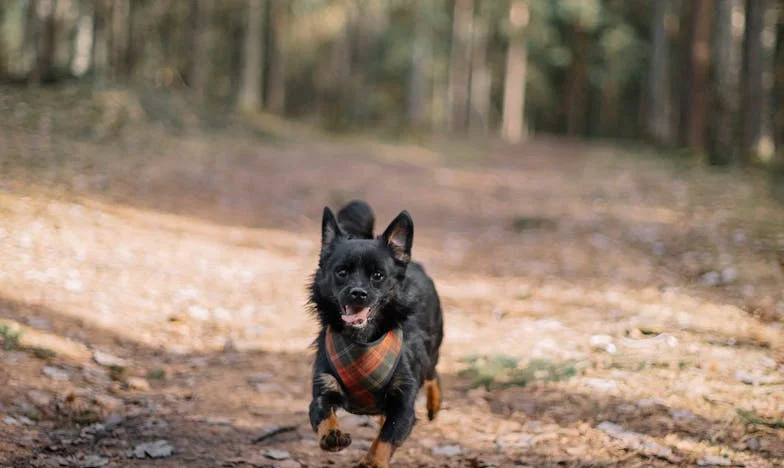 Ko izgubiš zaupanje v ljudi, a te reši pas: Moja pot iz Maribora do srca soseda