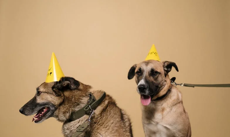 Ko je Ajda prvič zarenčala name, sem šele opazil, da krvavim – nisem si mislil, da bo prav pes, ki sem ga imel za breme, postal moj rešitelj.