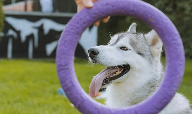 Ko je Ajka zarežala – Kako me je stara mešanka naučila postaviti meje lastnim staršem