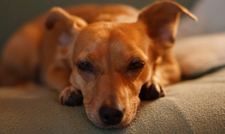 Ko je Bina zavohala kri, sem vedela, da bo vse drugače – zgodba o izgubi zaupanja in psu, ki mi je vrnil sebe