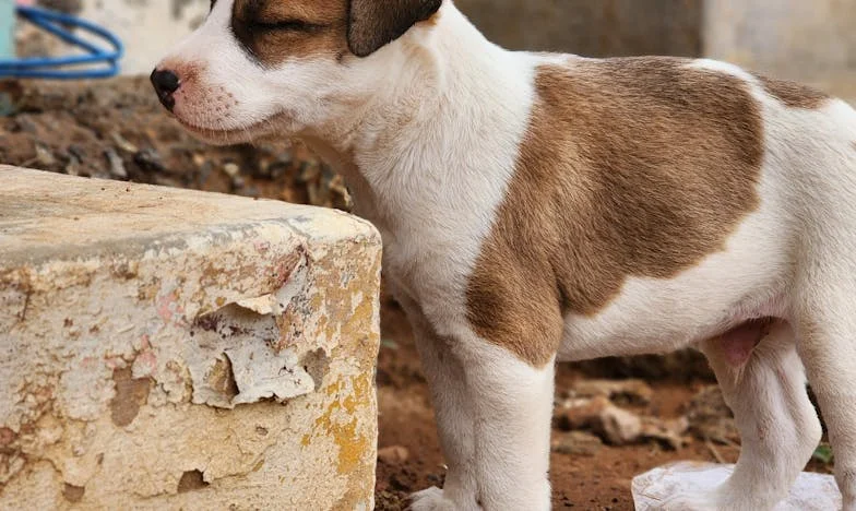 Ko je Brina pritekla v mojo osamljeno kuhinjo – resnična zgodba o tem, kako je pes rešil mojo človečnost