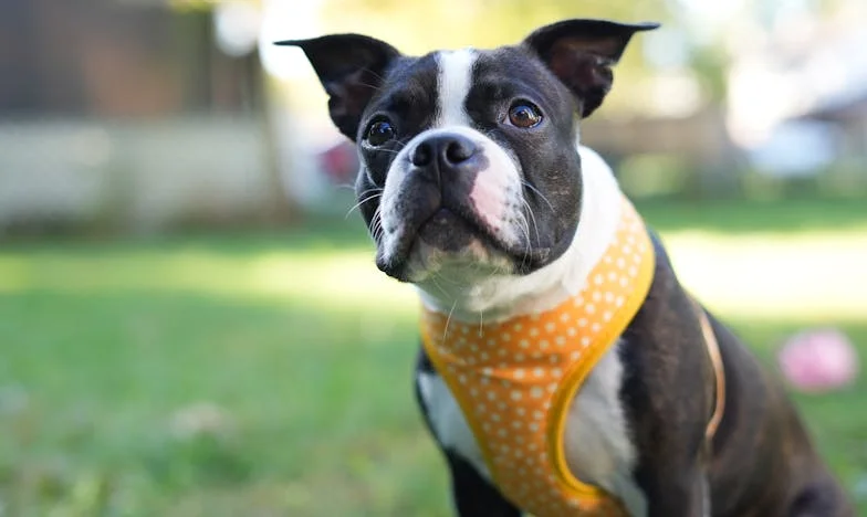 Ko je Čarli izginil v snegu: Odtujenost po ločitvi, pes in drugi začetek v Celju