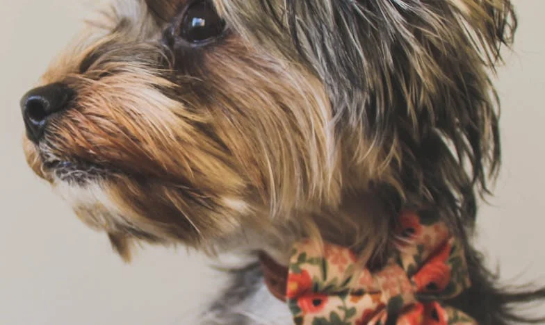 Ko je Čarli zarezal v tišino moje prazne sobe: kako me je stari mešanec prisilil, da se borim zase