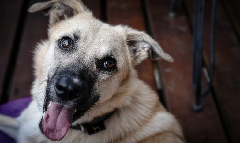 Ko je Franc odšel: Zgodba o izgubi in iskanju odgovorov