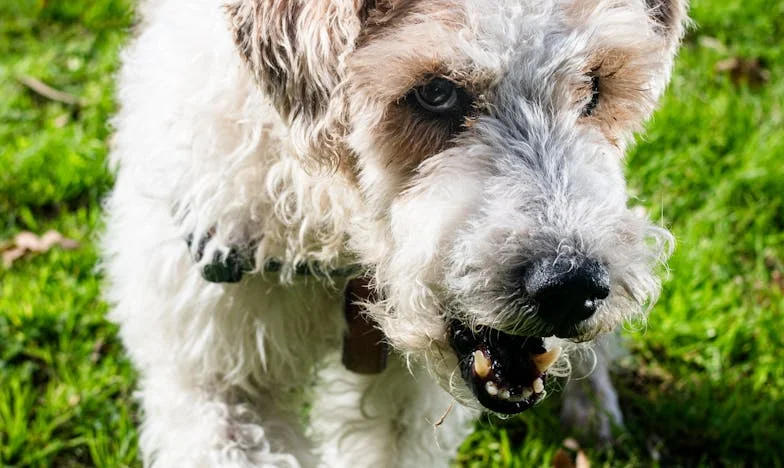 Ko je kuža raztrgal tišino med menoj in mamo: Zapuščina, ki je razklala družino, in pes, ki mi je vrnil srce