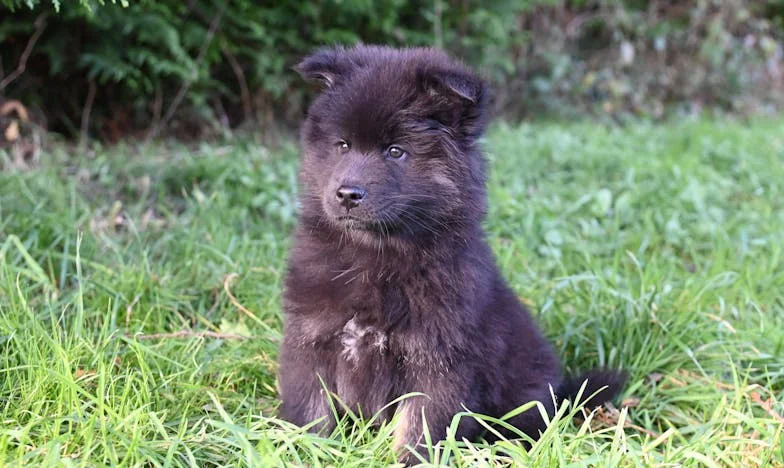 Ko je Lajči skočil skozi razbito okno, sem vedela, da ne gre več samo zame – Mariborska zgodba o izgubi zaupanja in pasji vztrajnosti