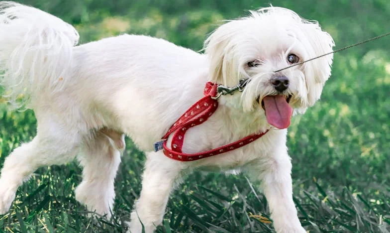 Ko je Lajka prva začutila, da nekaj ni v redu: Pes, ki me je prisilil, da sem začela znova zaupati mami