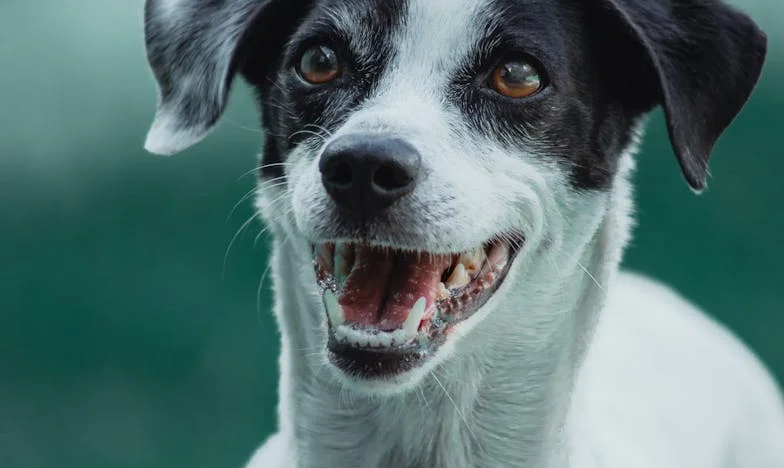 Ko je Lajka skočila skozi okno: Pes, ki mi je vrnil mamo