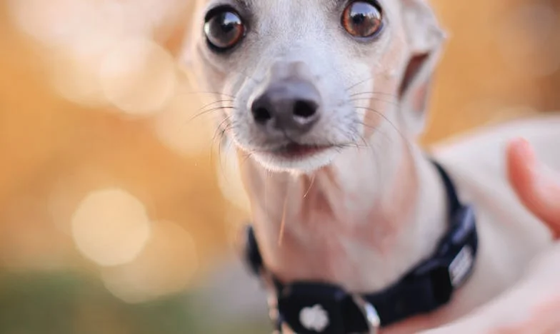 Ko je Lajko pritekel skozi kri in sneg: moj pes je rešil mojo vero v ljudi