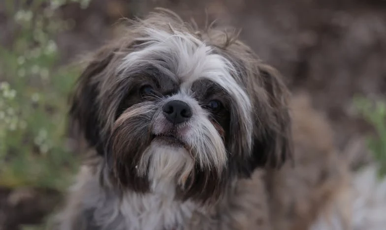 Ko je Luka zalajal, sem vedela, da ga tokrat ne morem več pustiti zunaj