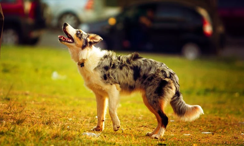 Ko je Marko skočil med goste: pes, ki je prekinil mojo samoto po ločitvi