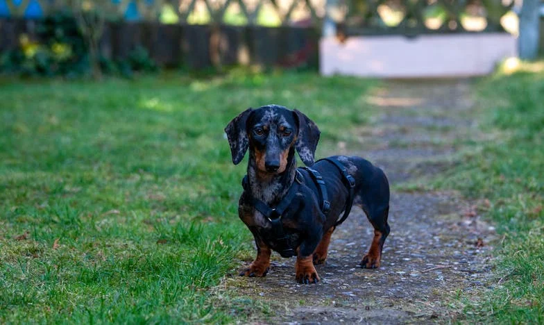 Ko je med nami zalajala resnica: Moj pes Brin in senca dvoma nad družino