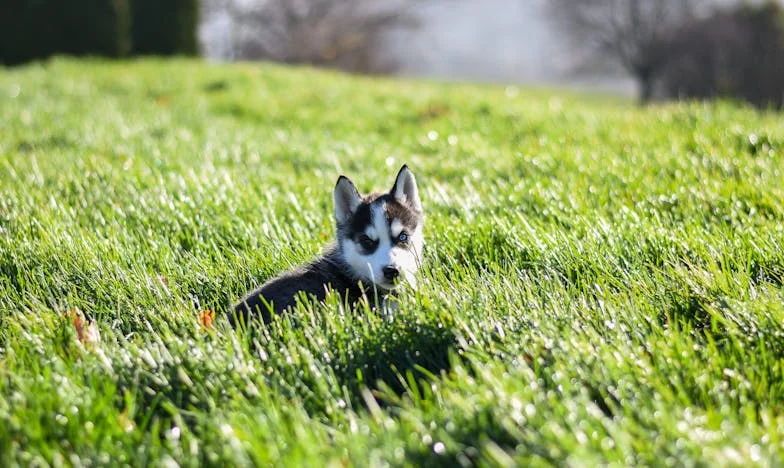 Ko je na vratih zalajal Ben: noč, ko sem izbrala sebe namesto navade