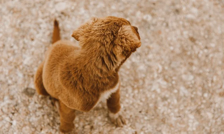 Ko je njegova glava padla na moje naročje, sem začutila, da bo vse drugače