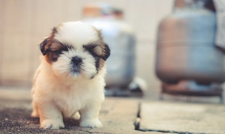 Ko je prišel v moje življenje: Kako je šepavi Brin razbil tišino med mano in mojo svekrvo