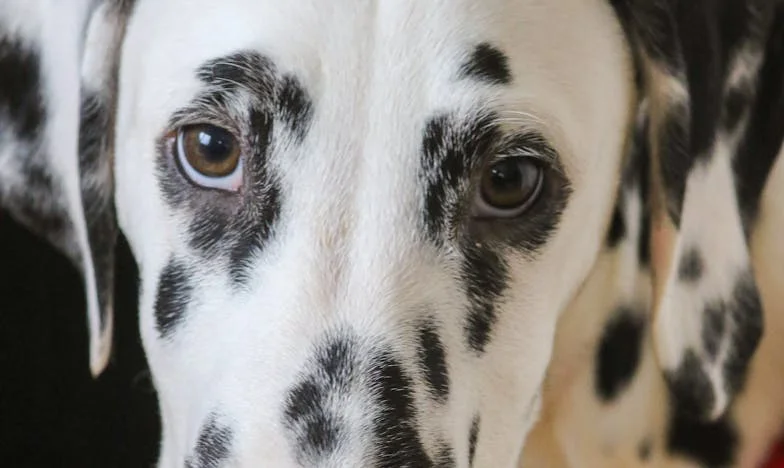 Ko je res rešitelj? Kral v moji kuhinji, kričanje in pot, ki mi jo je pokazal pes