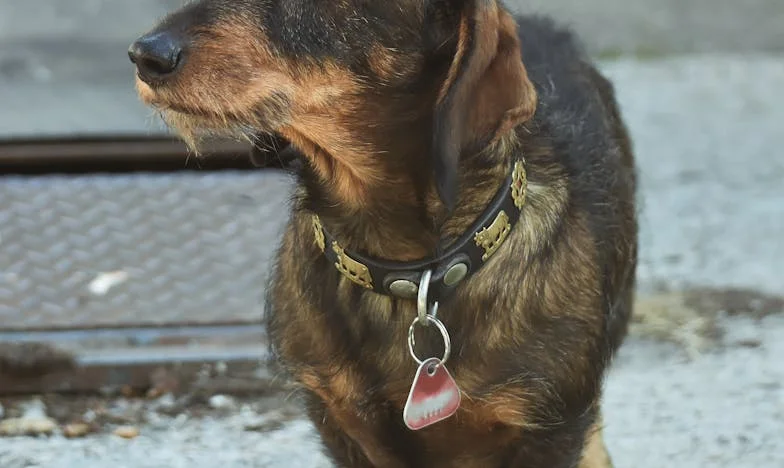 Ko je šepajoči Brin zalajal pod mojim oknom: Pes, ki me je rešil iz praznine po razvezi