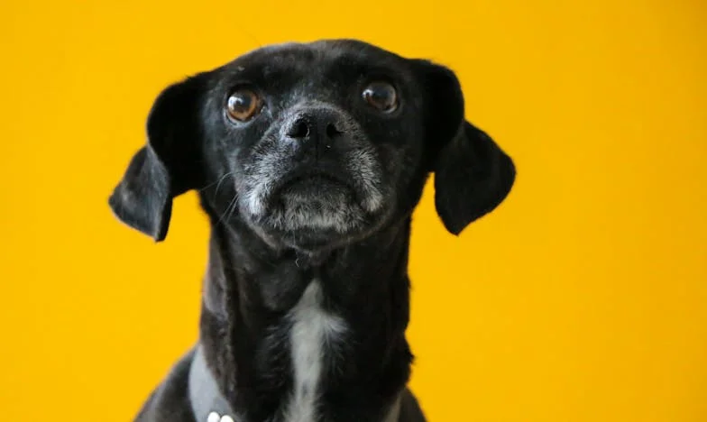 Ko je Tina skočila pred avto: Kako me je mešanka iz Celja naučila, kaj pomeni dom