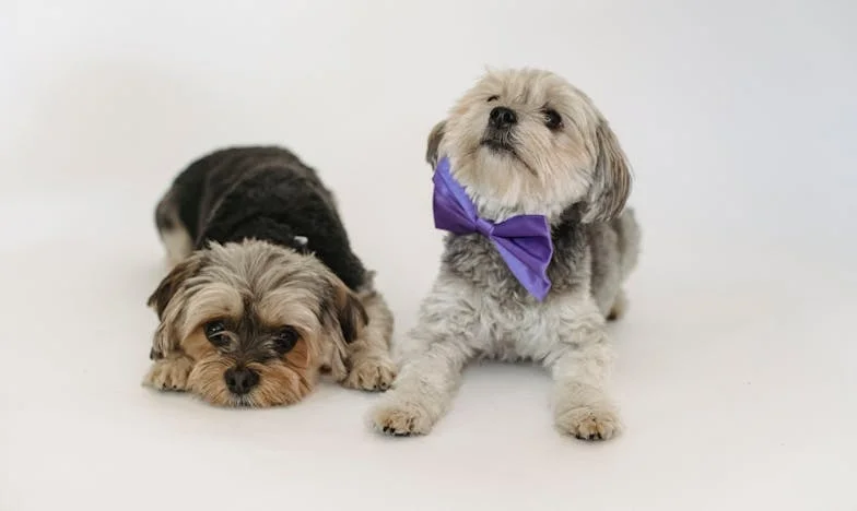 Ko je Tobi izginil: Noč na policiji in kako mi je pes razkril, kdo sem kot mama