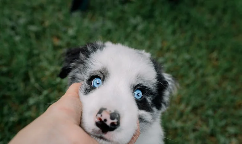 Ko je v mojem življenju pustil praznino, me je rešil pes: Kako je stari hrt Don spremenil odnos do moje hčere