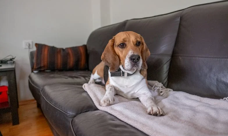 Ko me je naučil zaupati psu, ki je prišel, ko sem se sama bala lastne sence?