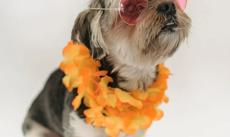 Ko me je Piki naučil reči ne: Kako je kuža spremenil moj odnos do moža in družine