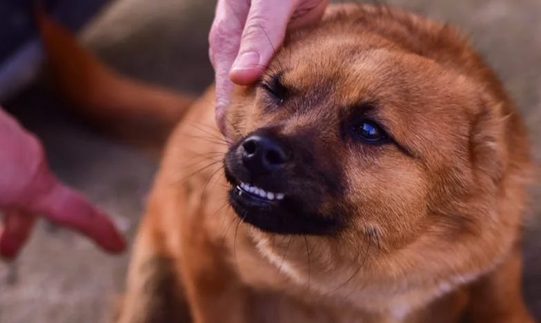 Ko me je pogrižen in prestrašen pes popeljal skozi zimo v bloku v Celju