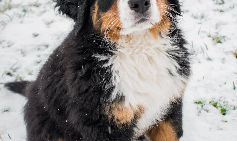 Ko mi je Kosmatinec pomagal preživeti izgubo: Prava zvestoba pride v tisočerih oblikah