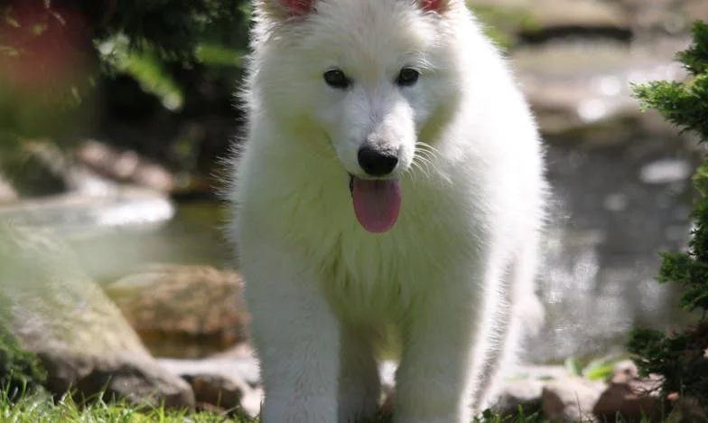 Ko mi je ostal, ko so vsi odšli: Življenje po Aninem odhodu in pes, ki mi je obrnil svet