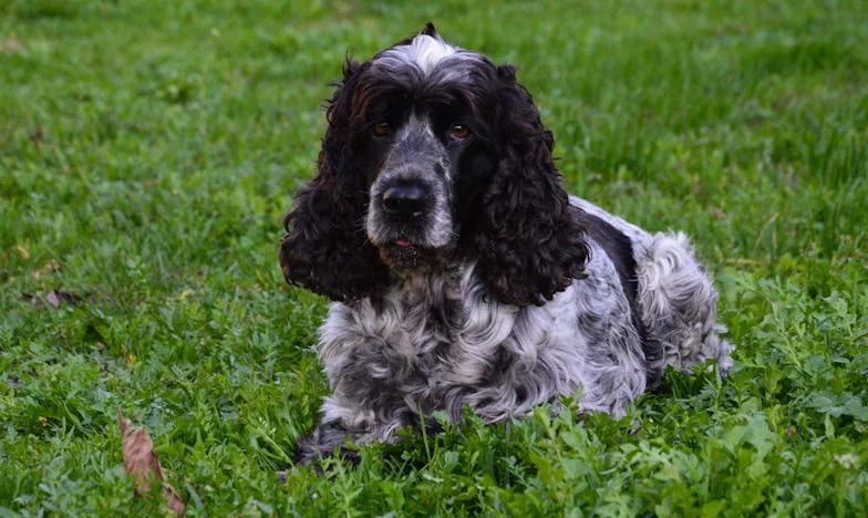 Ko mi je Timi rešil življenje (pa čeprav tega nisem hotela priznati)