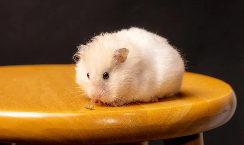 Ko moj pes Bruno vstopi medme in mojo taščo: Bitka za dom, zaupanje in novo življenje