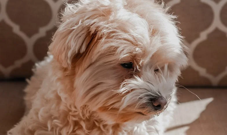 Ko se je Nera zakadila skozi vrata: Pes, ki je razvezal stare vezi