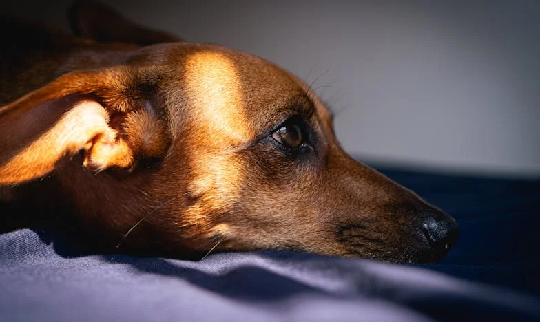 Ko sem, če ne zmorem več biti sama? Moj življenje z Ajdo, psico, ki mi je vrnila srce in pogum