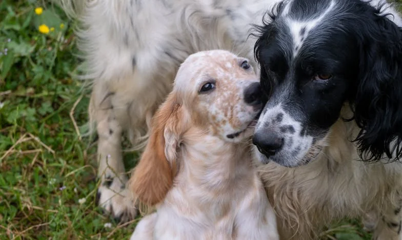 Ko sem iskala svojo vlogo: Kako me je kuža Piko naučil znova dihati