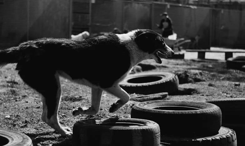 Ko sem kričala njegovo ime po deževni ulici, me je skoraj povozil avto, a sem kljub mrazu in mokroti stekla dalje — Tobi je izginil brez sledu.